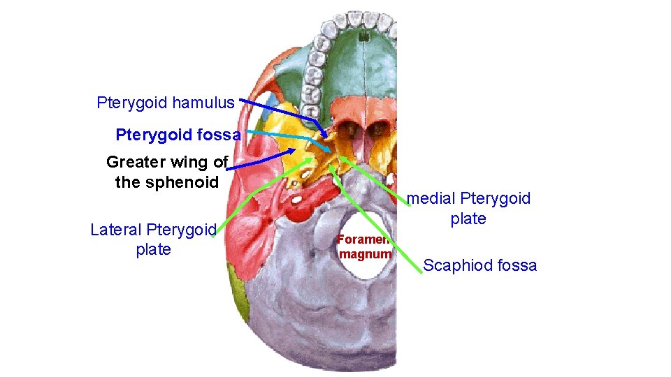 Pterygoid hamulus Pterygoid fossa Greater wing of the sphenoid Lateral Pterygoid plate medial Pterygoid