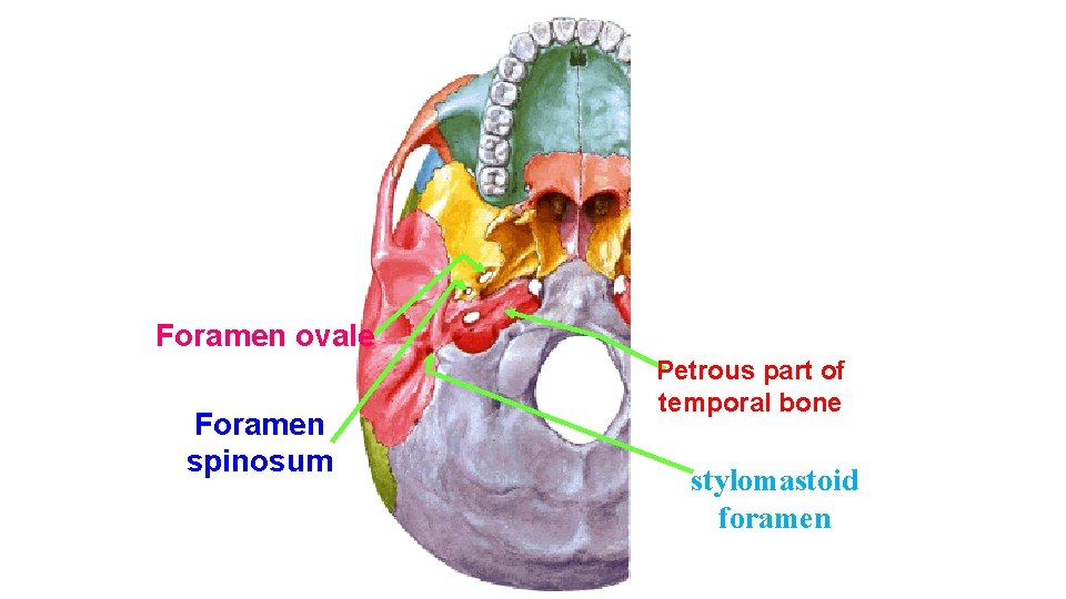 Foramen ovale Foramen spinosum Petrous part of temporal bone stylomastoid foramen 