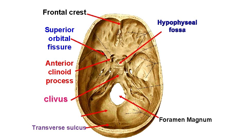 Frontal crest Superior orbital fissure Hypophyseal fossa Anterior clinoid process clivus Foramen Magnum Transverse