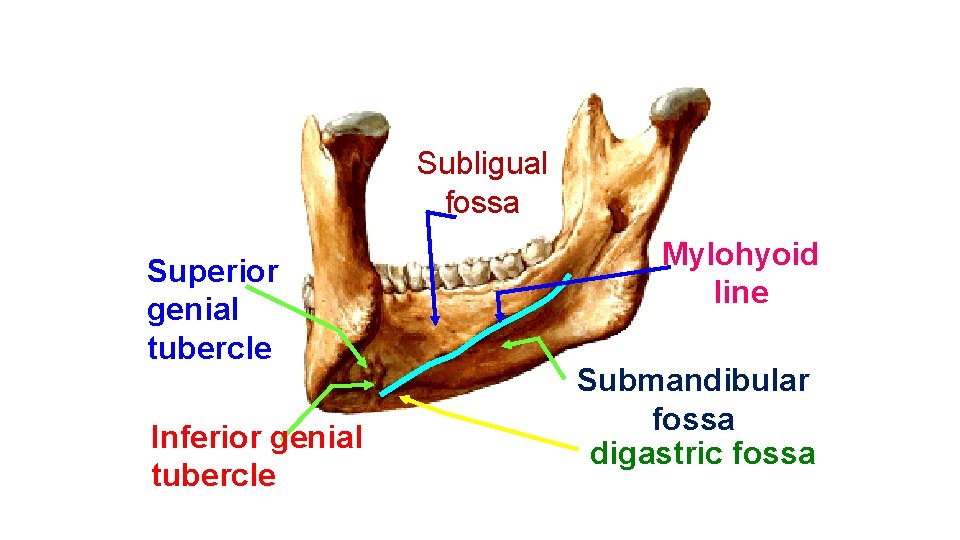 Subligual fossa Superior genial tubercle Inferior genial tubercle Mylohyoid line Submandibular fossa digastric fossa
