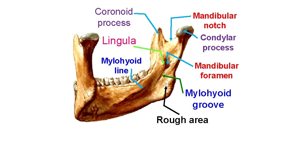 Coronoid process Lingula Mylohyoid line Mandibular notch Condylar process Mandibular foramen Mylohyoid groove Rough