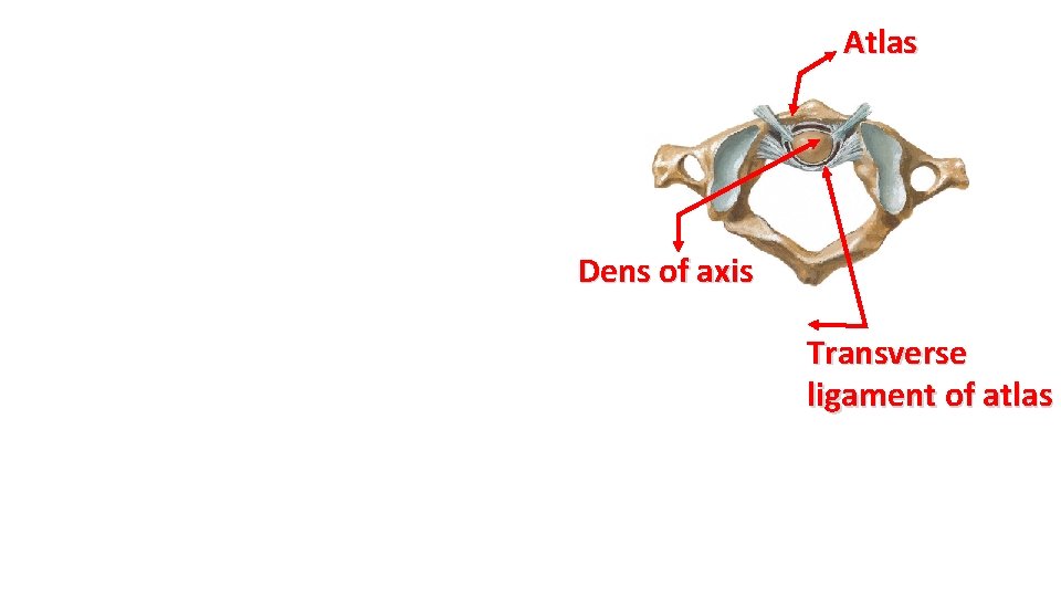 Atlas Dens of axis Transverse ligament of atlas 