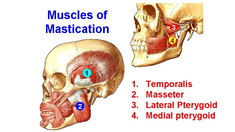 Muscles of Mastication 3 4 1 2 1. 2. 3. 4. Temporalis Masseter Lateral