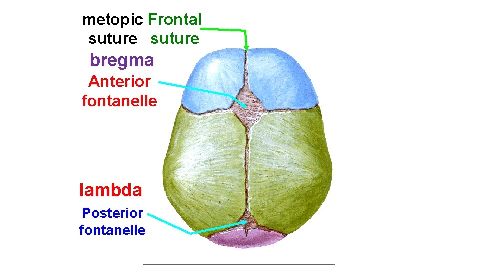 metopic Frontal suture bregma Anterior fontanelle lambda Posterior fontanelle 