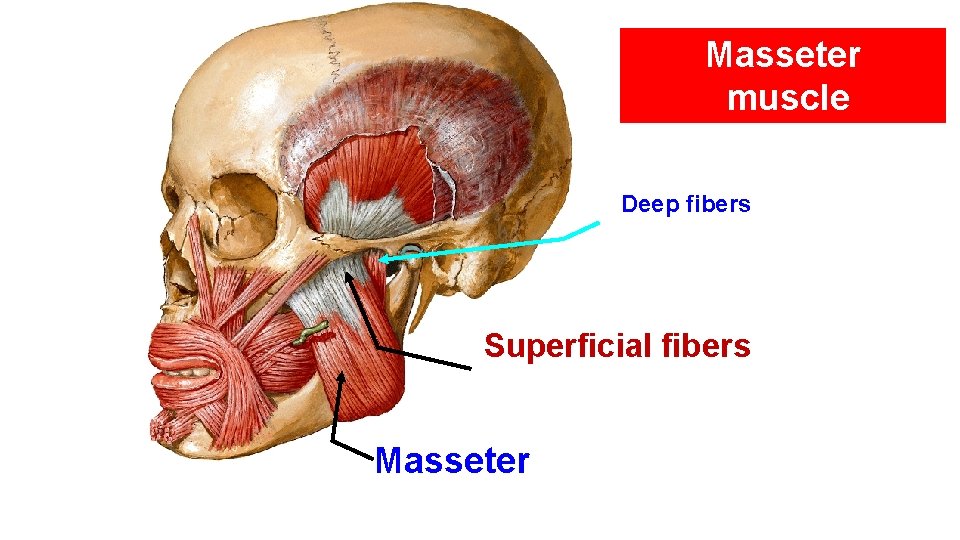 Masseter muscle Deep fibers Superficial fibers Masseter 