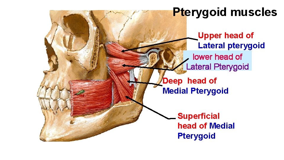 Pterygoid muscles Upper head of Lateral pterygoid lower head of Lateral Pterygoid Deep head