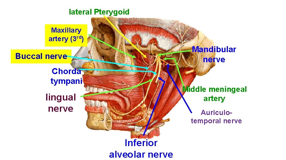 lateral Pterygoid Maxillary artery (3 rd) Mandibular nerve Buccal nerve Chorda tympani Middle meningeal