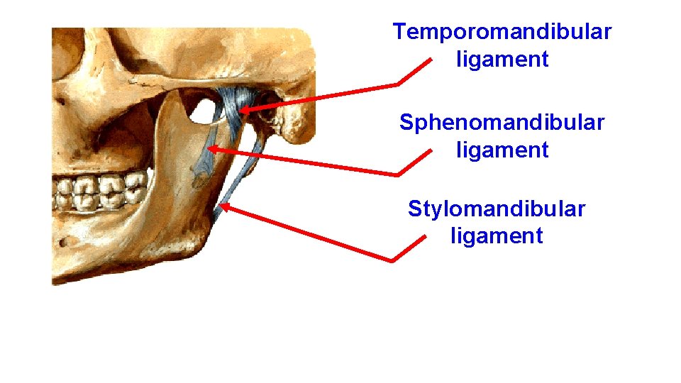 Temporomandibular ligament Sphenomandibular ligament Stylomandibular ligament 