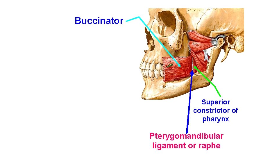 Buccinator Superior constrictor of pharynx Pterygomandibular ligament or raphe 