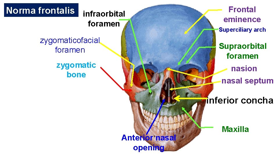 Norma frontalis infraorbital foramen Frontal eminence Superciliary arch zygomaticofacial foramen Supraorbital foramen zygomatic bone