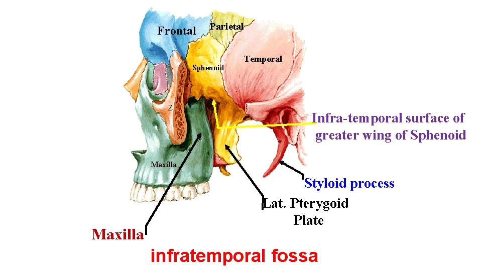 Frontal Parietal Sphenoid Z Temporal Infra-temporal surface of greater wing of Sphenoid Maxilla Styloid