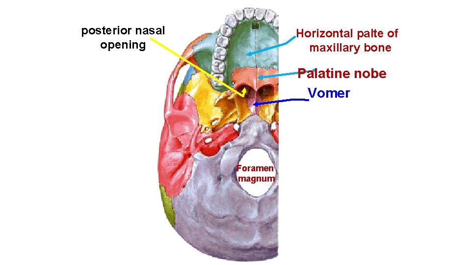 posterior nasal opening Horizontal palte of maxillary bone Palatine nobe Vomer Foramen magnum 