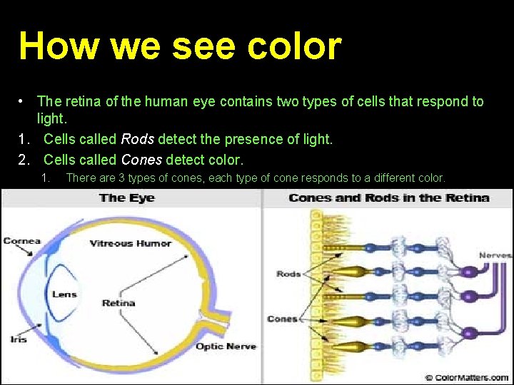 How we see color • The retina of the human eye contains two types