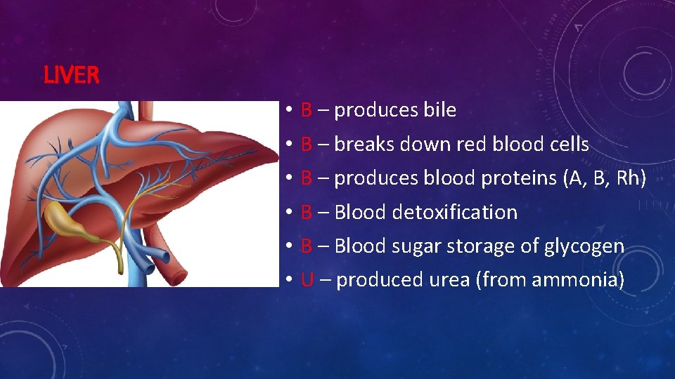 LIVER • • • B – produces bile B – breaks down red blood