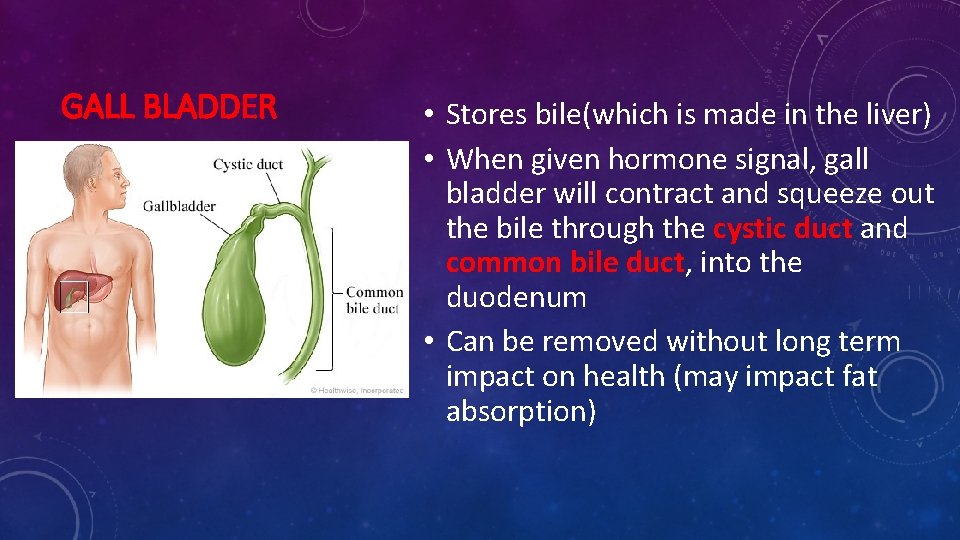 GALL BLADDER • Stores bile(which is made in the liver) • When given hormone