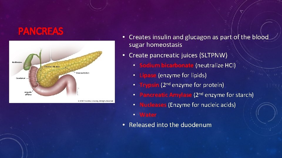 PANCREAS • Creates insulin and glucagon as part of the blood sugar homeostasis •
