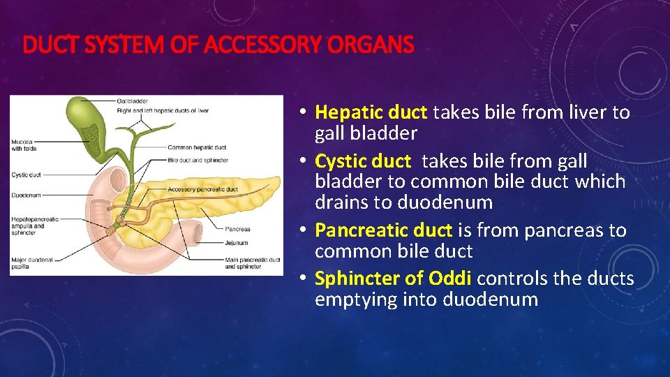 DUCT SYSTEM OF ACCESSORY ORGANS • Hepatic duct takes bile from liver to gall