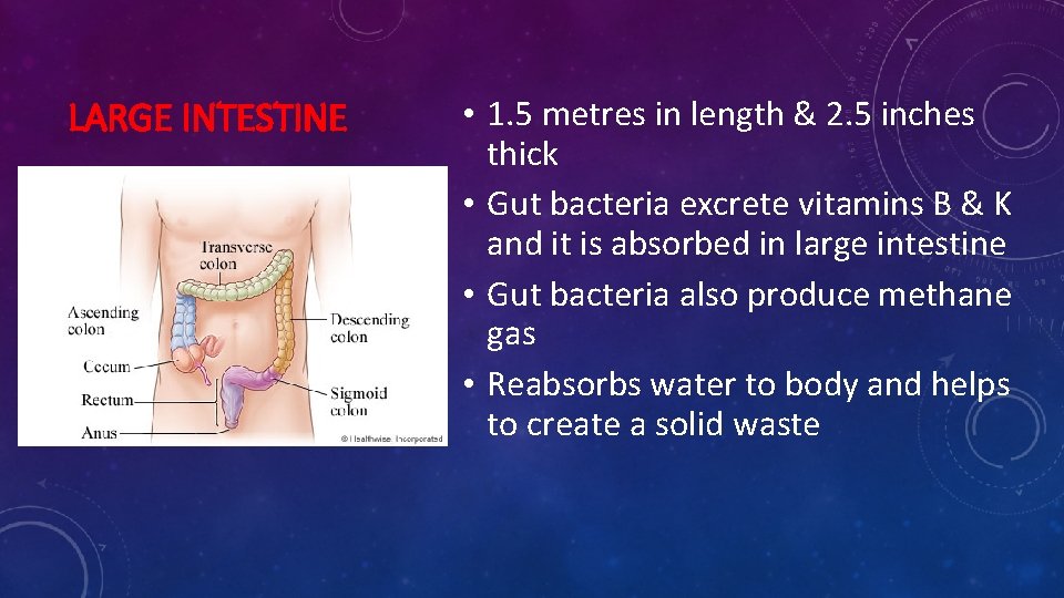 LARGE INTESTINE • 1. 5 metres in length & 2. 5 inches thick •