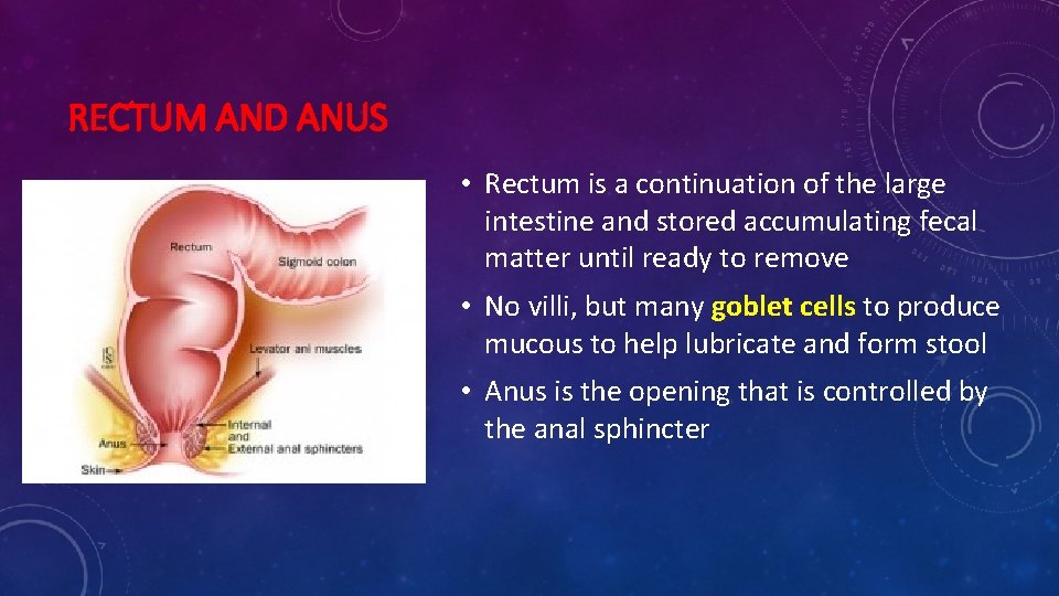 RECTUM AND ANUS • Rectum is a continuation of the large intestine and stored