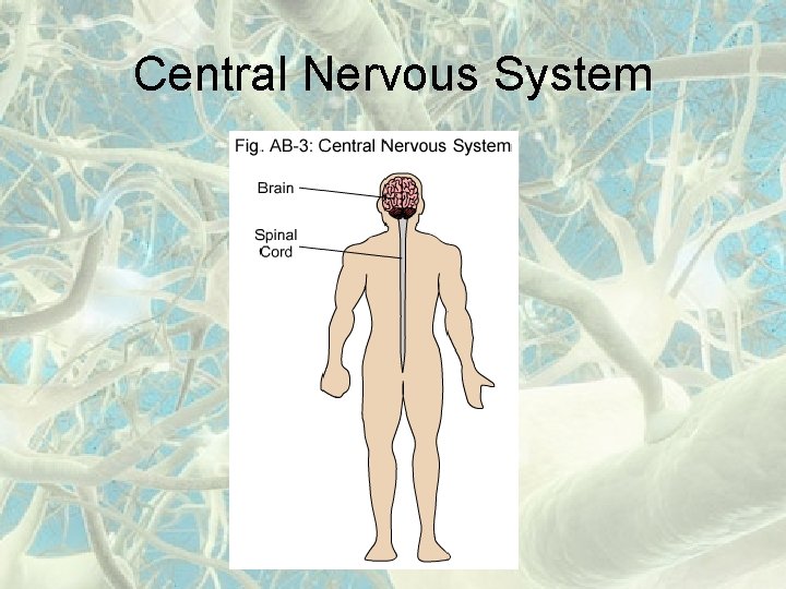 Central Nervous System 
