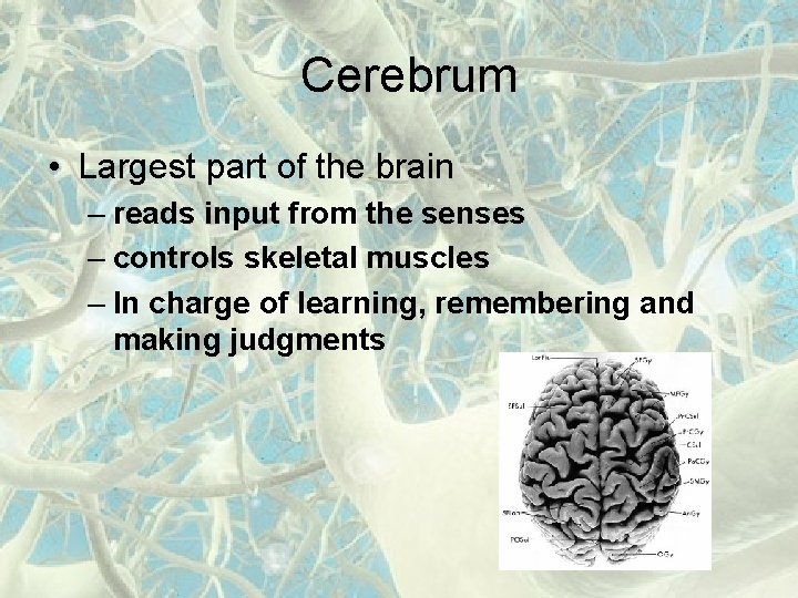 Cerebrum • Largest part of the brain – reads input from the senses –