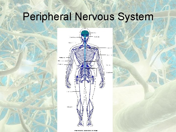 Peripheral Nervous System 
