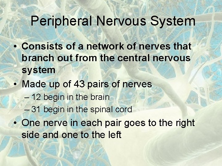 Peripheral Nervous System • Consists of a network of nerves that branch out from