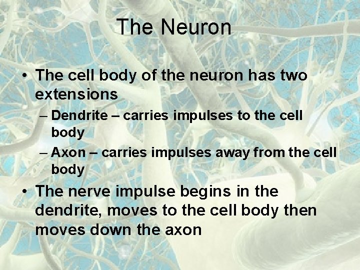 The Neuron • The cell body of the neuron has two extensions – Dendrite