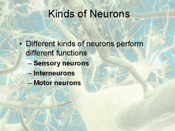 Kinds of Neurons • Different kinds of neurons perform different functions – Sensory neurons