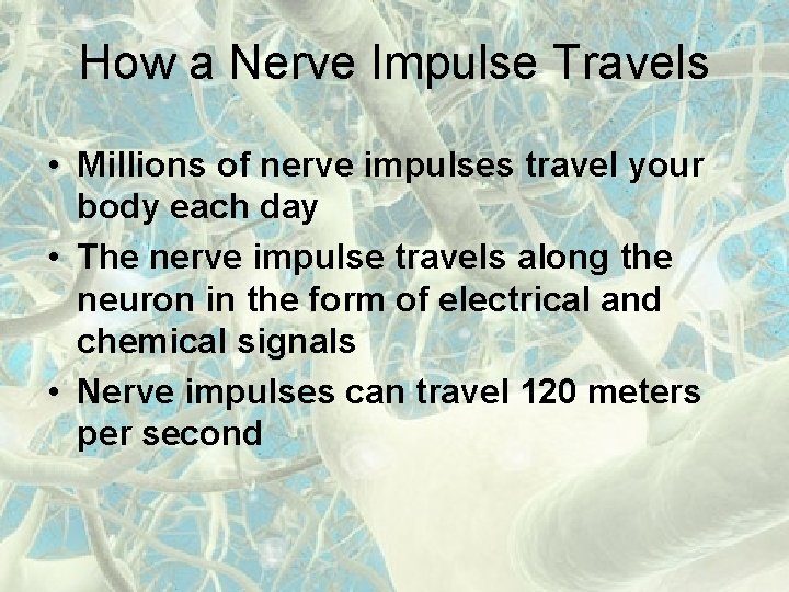 How a Nerve Impulse Travels • Millions of nerve impulses travel your body each