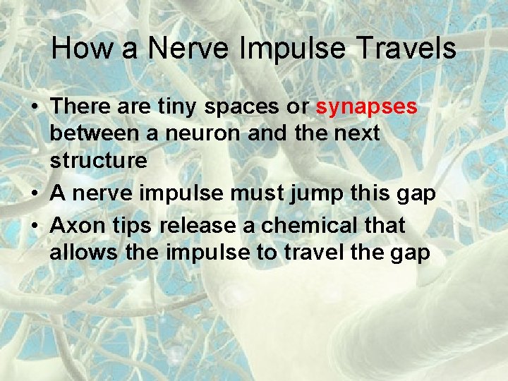 How a Nerve Impulse Travels • There are tiny spaces or synapses between a