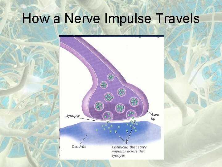 How a Nerve Impulse Travels 