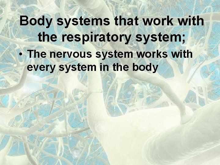 Body systems that work with the respiratory system; • The nervous system works with