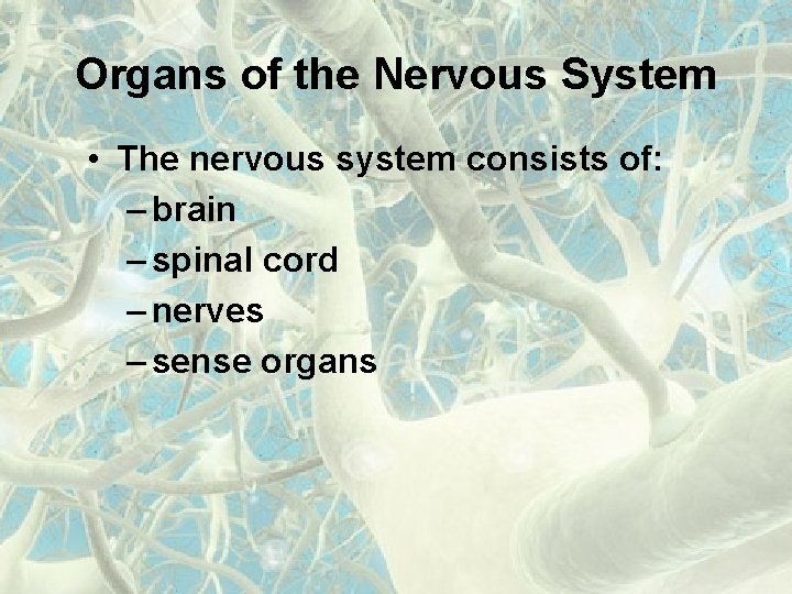 Organs of the Nervous System • The nervous system consists of: – brain –