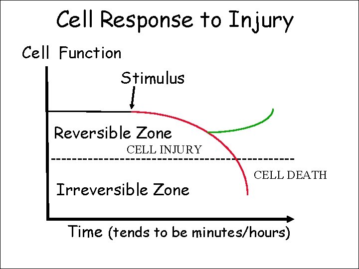 Cell Response to Injury Cell Function Stimulus Reversible Zone CELL INJURY -----------------------Irreversible Zone CELL