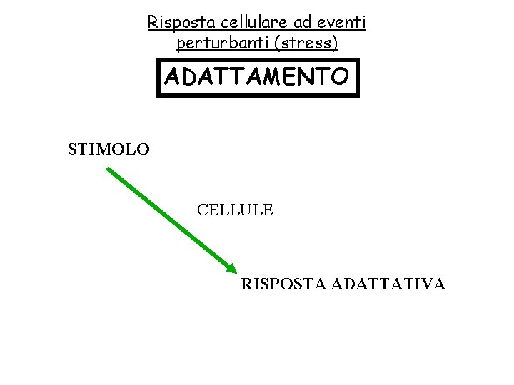 Risposta cellulare ad eventi perturbanti (stress) ADATTAMENTO STIMOLO CELLULE RISPOSTA ADATTATIVA 