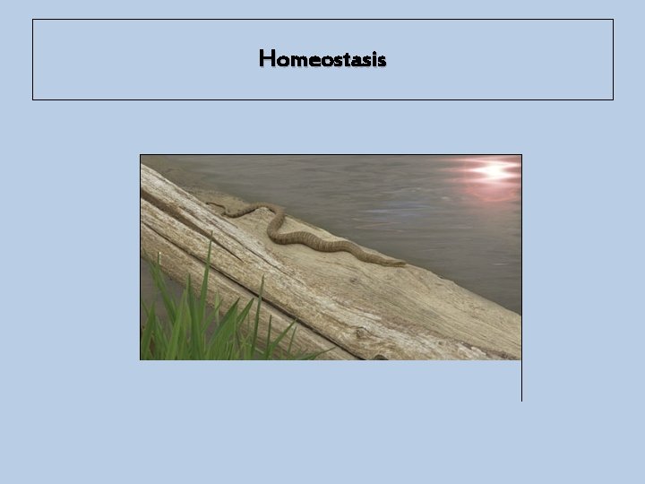 Homeostasis 