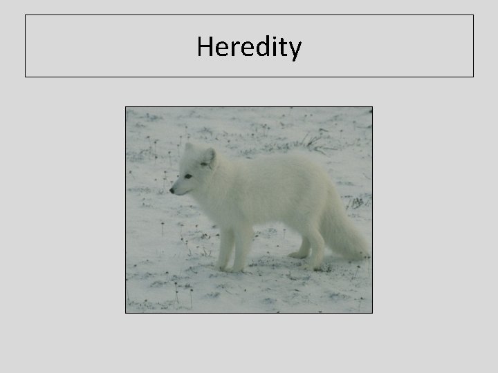 Heredity 