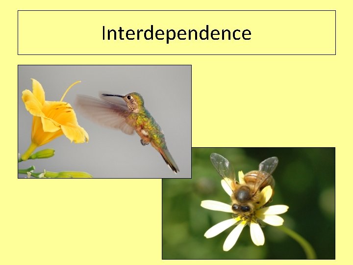 Interdependence 