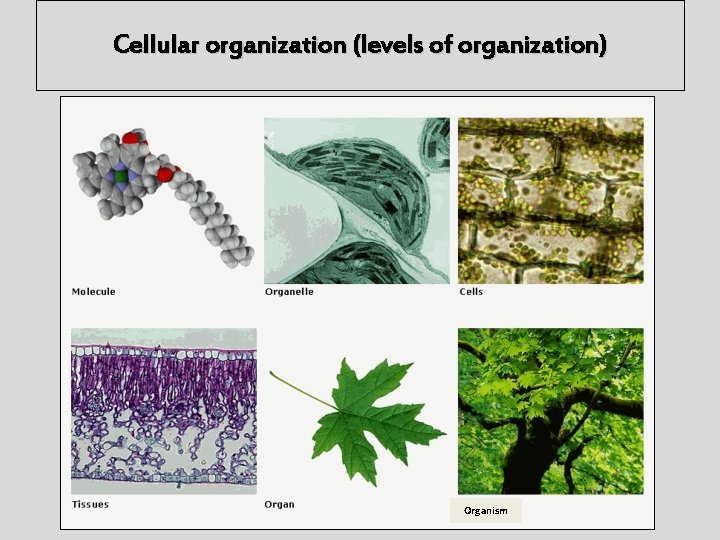 Cellular organization (levels of organization) Organism 