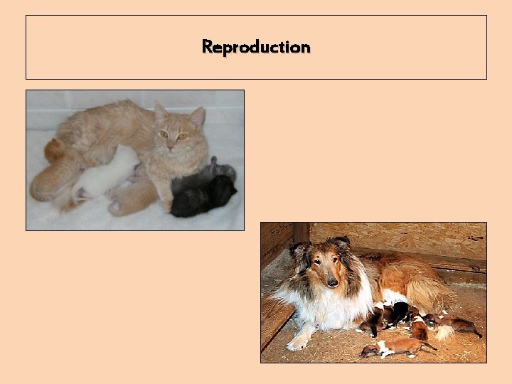 Reproduction 