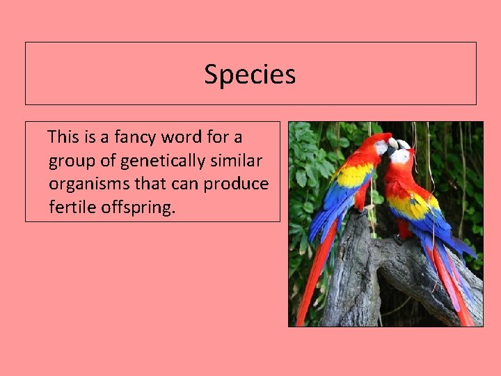 Species This is a fancy word for a group of genetically similar organisms that