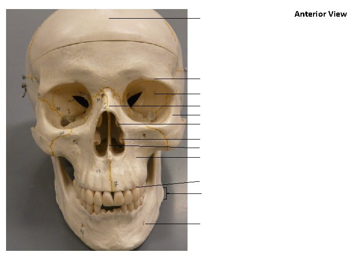 Anterior View 