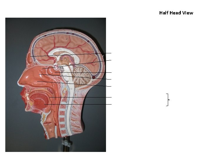 Half Head View 