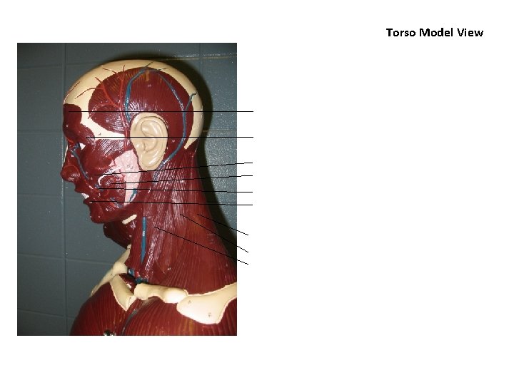 Torso Model View 