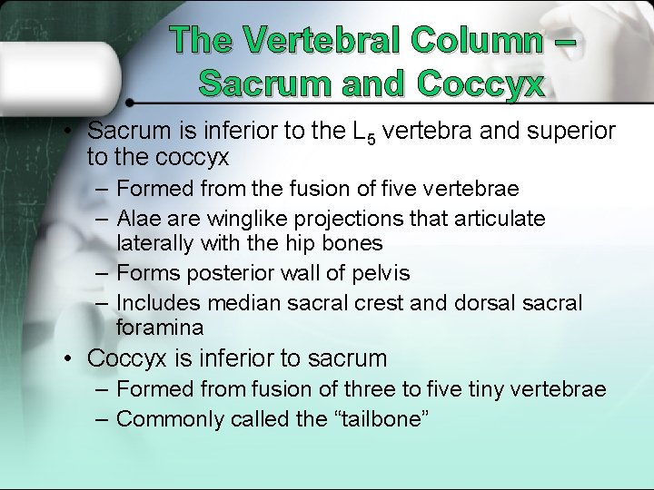 The Vertebral Column – Sacrum and Coccyx • Sacrum is inferior to the L