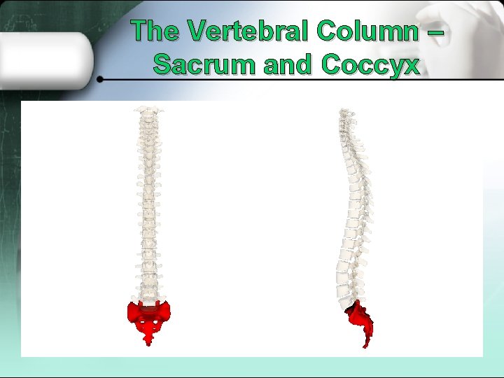 The Vertebral Column – Sacrum and Coccyx 