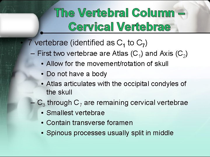 The Vertebral Column – Cervical Vertebrae • 7 vertebrae (identified as C 1 to