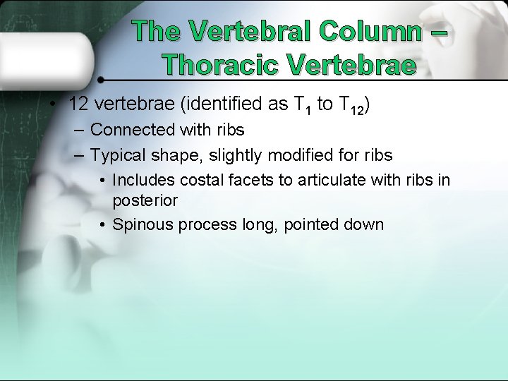 The Vertebral Column – Thoracic Vertebrae • 12 vertebrae (identified as T 1 to