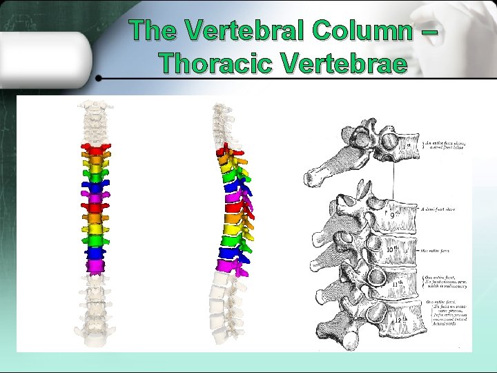 The Vertebral Column – Thoracic Vertebrae 